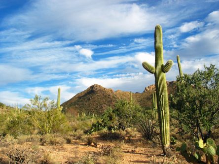 arizona, saguaro national park, cactus, saguaro, tucson, desert, sonoma desert