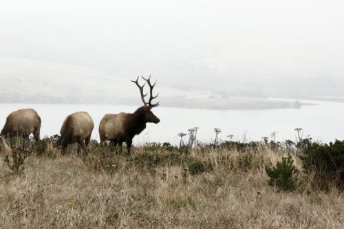 tule elk in fog in front of tamalpais bay, point reyes national seashore, california