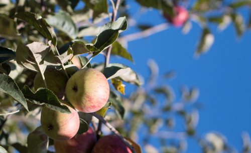 apples on a tree at ratzlaff ranch, sonoma county, california