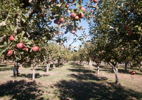 apple tree orchard at ratzlaff ranch, sonoma county, california