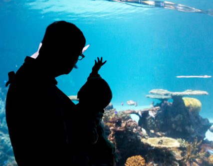 father and child looking at aquarium, national aquarium, baltimore, maryland