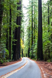 road through avenue of the giants, california