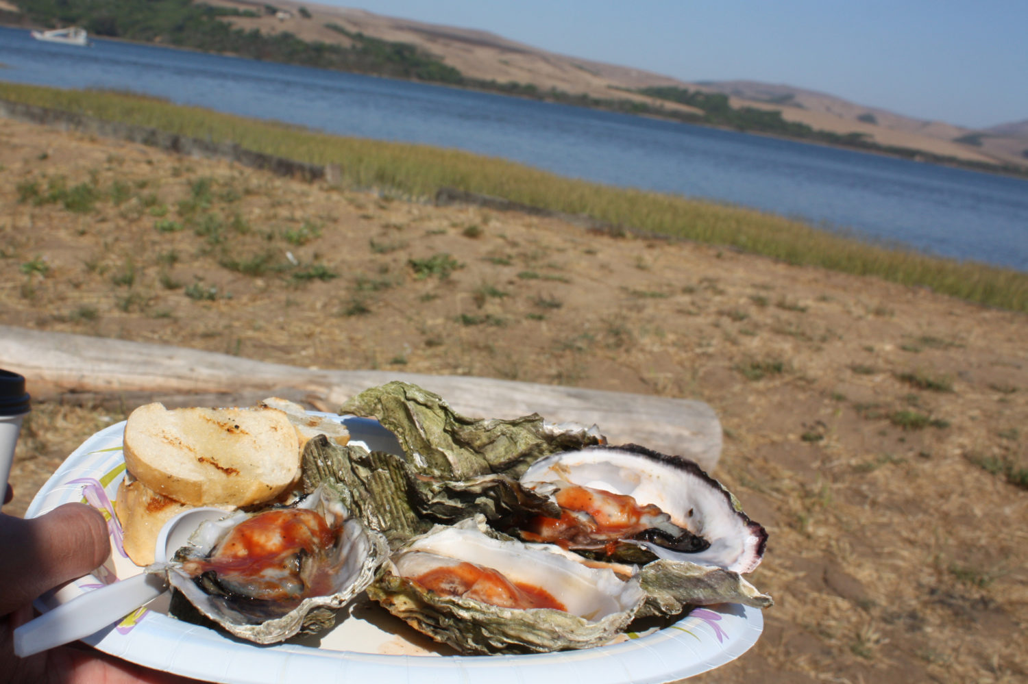 bbqoysters