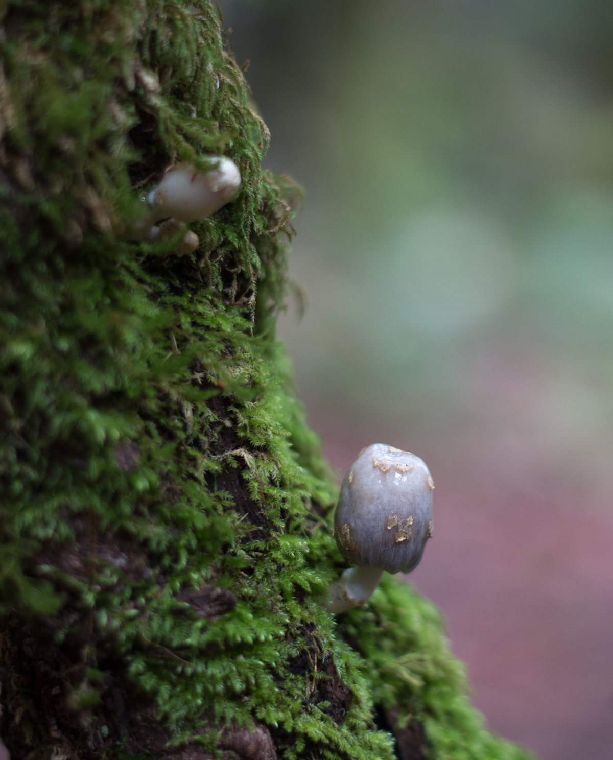 small mushrooms grow on mossy tree along dawn falls trail, baltimore canyon open space preserve, larkspur, marin county, california