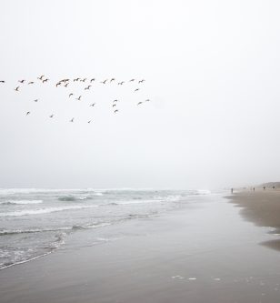 birds flying over foggy ocean beach, san francisco, california