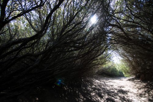 tunnel of trees at fort funston, san francisco, california