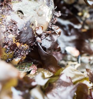 frog, james v fitzgerald marine reserve tide pools, moss beach, california