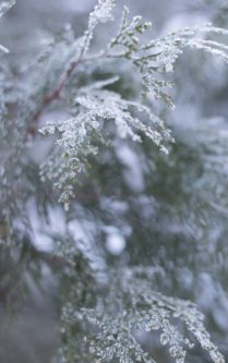 frost on evergreen trees in yosemite national park, california
