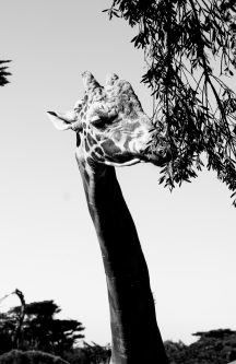 giraffe eating leaves in black and white at the san francisco zoo, california