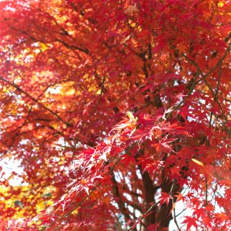 red japanese maple tree in tokyo, japan