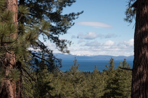 A view of Lake Tahoe and snowcapped Sierra Nevadas through the pine trees, South Lake Tahoe