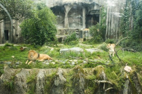 lion enclosure at the san francisco zoo, san francisco, california