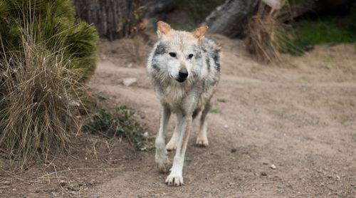 mexican wolf at the san francisco zoo, california