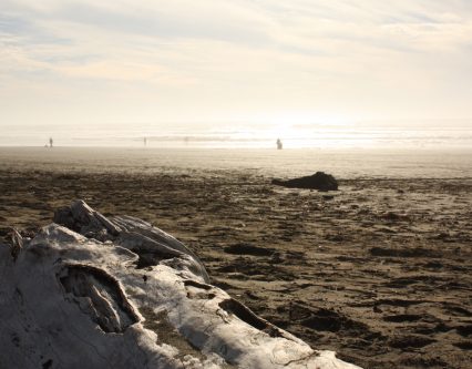 driftwood on a beach at ocean beach, san francisco, california