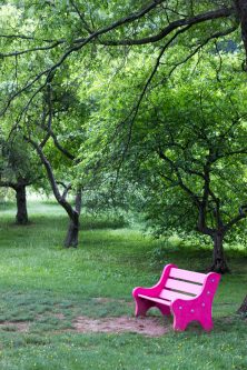 how to take photos in rainy weather, pink bench in green meadow