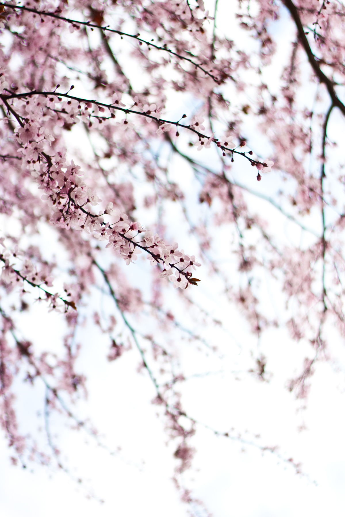 plum blossoms in san francisco, california