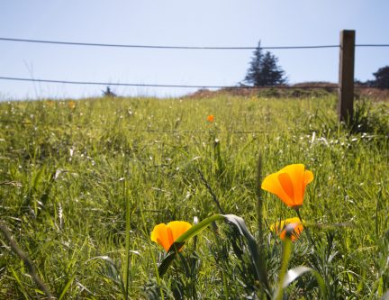 california poppies in green field at the presidio, san francisco, california