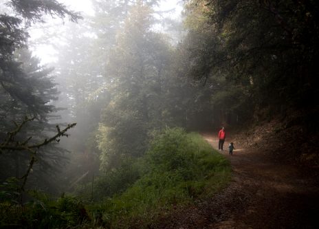 foggy redwood hike at purisma creek redwoods preserve, half moon bay, California
