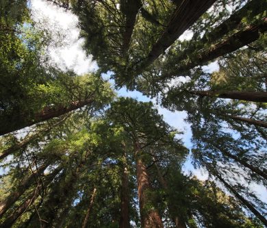 redwood trees at samuel p taylor park, marin county, california
