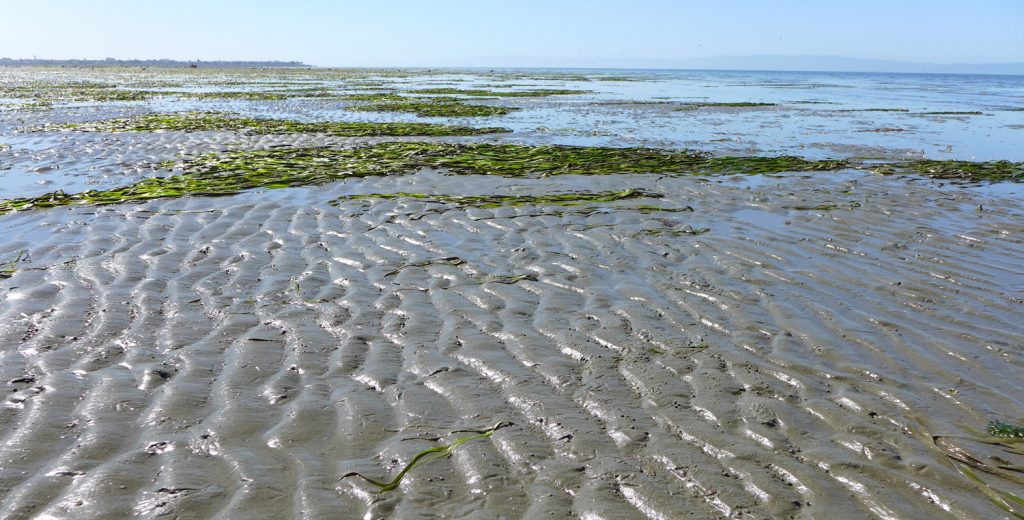 an-ode-to-alameda-beach-far-out-city