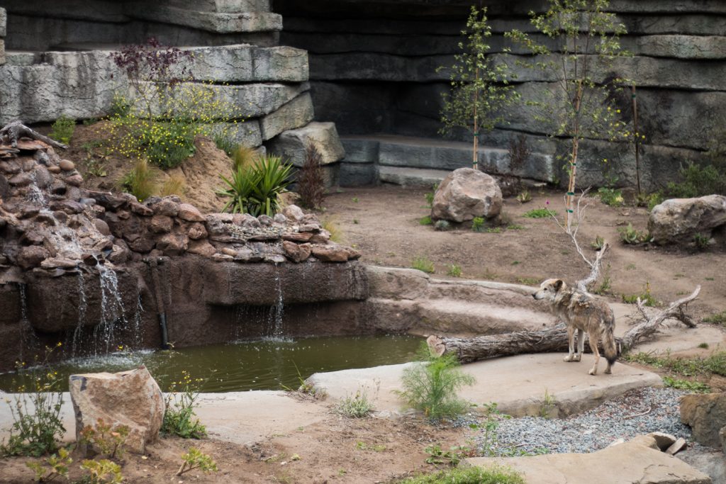 Endangered Mexican Wolves at the San Francisco Zoo - Far Out City